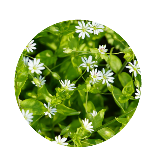 chickweed